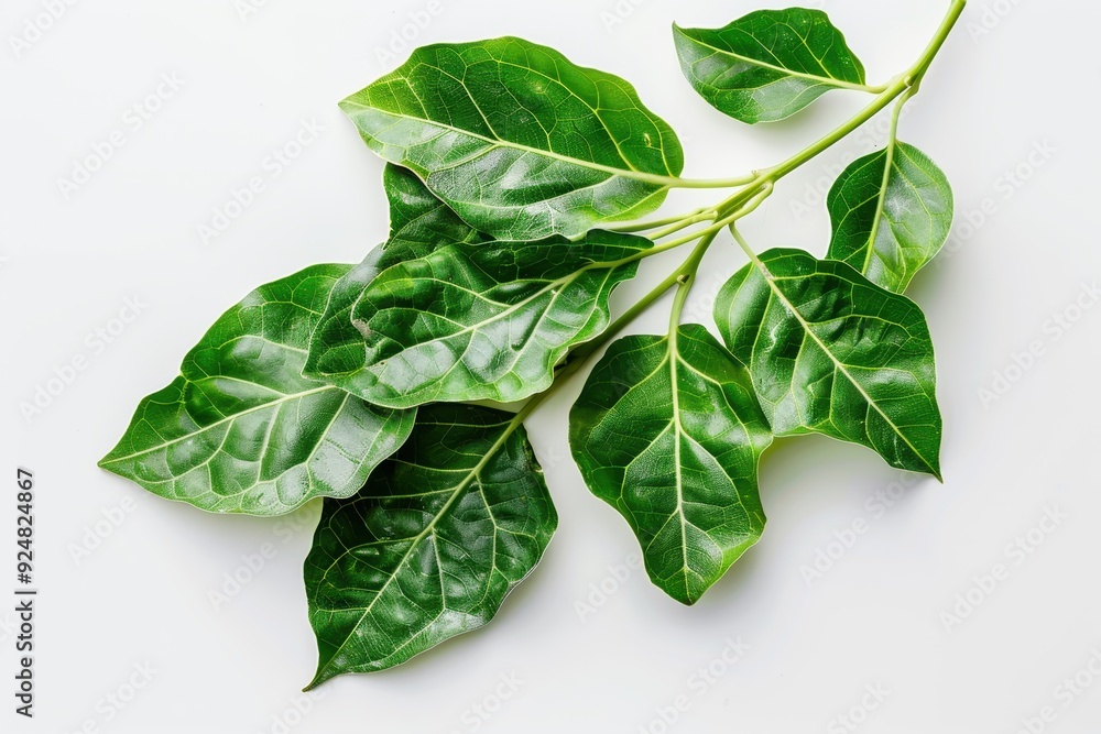 Indian holy plant used in worship of Hindu god Shiva and traditional medicine known as bael leaves in India Indian holy plant used in worship of Hindu god Shiva and traditional medicine known as bael leaves in India