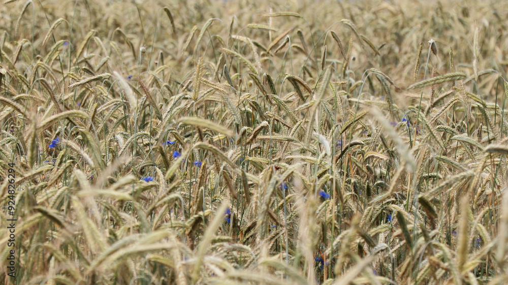 Fototapeta premium Background ripe wheat ears of wheat field and sunlight. selective focus. field landscape.