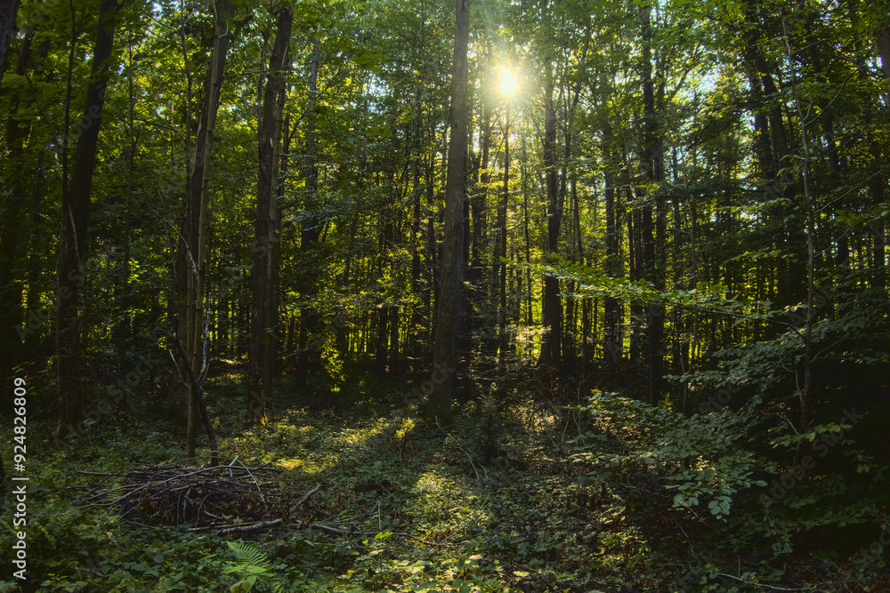 Obraz premium Green temperate wild forest in summer in sunlight, green grass and trees as illustration of love to nature and calmness and relaxation, quiet place, walking outdoors