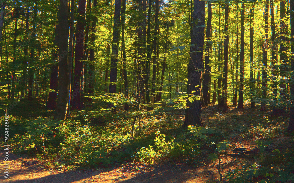 Fototapeta premium Green temperate wild forest in summer in sunlight, green grass and trees as illustration of love to nature and calmness and relaxation, quiet place, walking outdoors