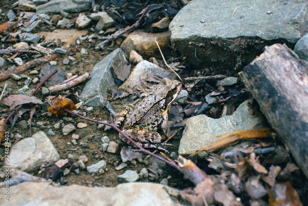 Grey forest frog sitting on ground in stones close up, The common frog or grass frog (Rana temporaria) camouflaged Grey forest frog sitting on ground in stones close up, The common frog or grass frog (Rana temporaria) camouflaged