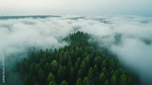 Fototapeta Naklejka Na Ścianę i Meble -  A birds-eye view of Asperitas clouds over a dense foggy forest