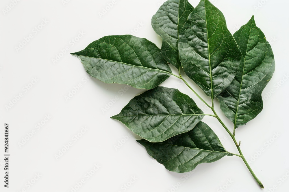 Indian holy plant used in worship of Hindu god Shiva and traditional medicine known as bael leaves in India Indian holy plant used in worship of Hindu god Shiva and traditional medicine known as bael leaves in India