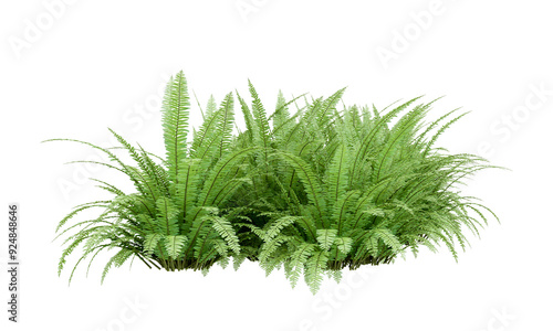 Fresh fern bush isolated on white photo