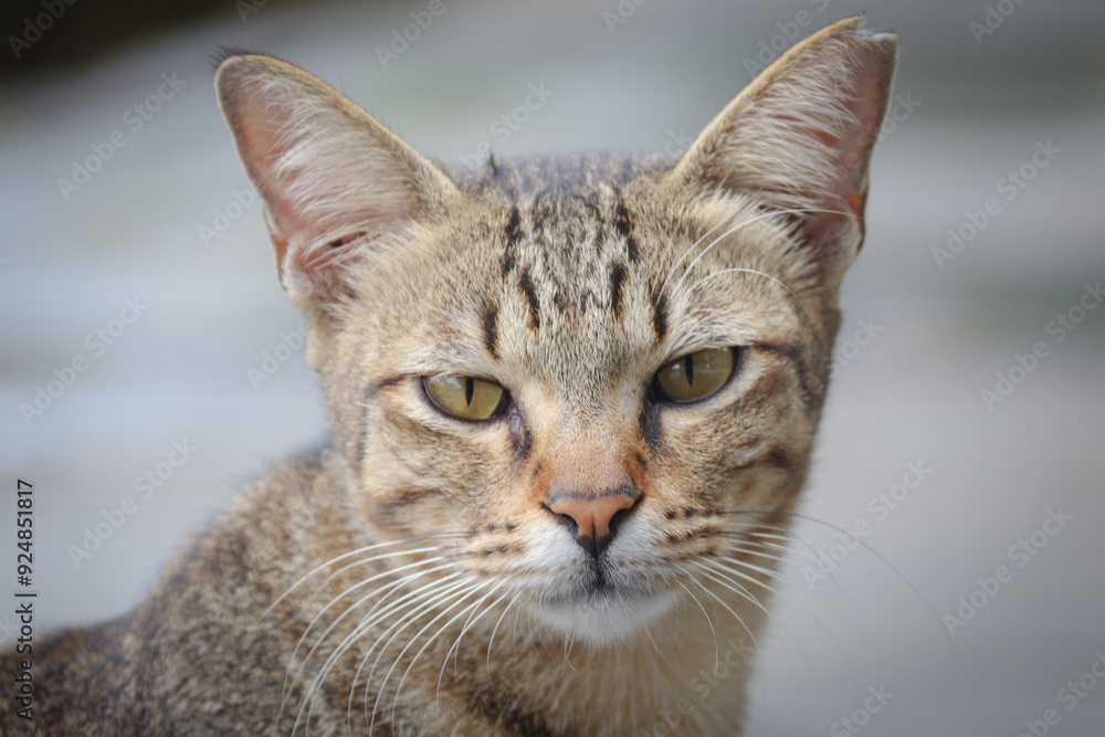 A detailed close-up of a tabby cat with piercing yellow eyes and a serious expression. The sharp focus on the cat's face and whiskers highlights its natural beauty and character. A detailed close-up of a tabby cat with piercing yellow eyes and a serious expression. The sharp focus on the cat's face and whiskers highlights its natural beauty and character.
