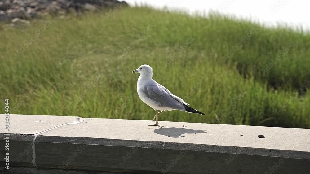 Seagull walking in slow motion along a stone railing by the water's edge Seagull walking in slow motion along a stone railing by the water's edge
