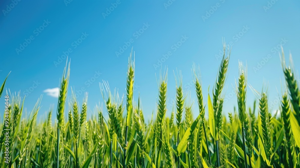 Light Blue Sky Over Rural Field With Young Wheat Shoots