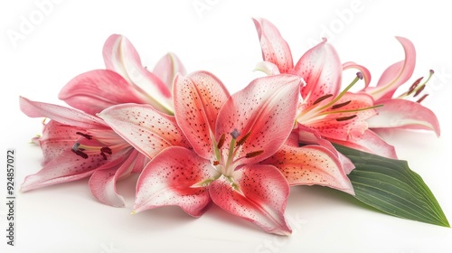 Lily bouquet in stunning isolation on white backdrop