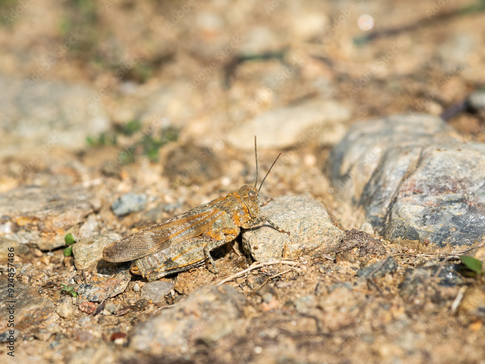 A Blue Winged Grasshopper sitting on the ground A Blue Winged Grasshopper sitting on the ground