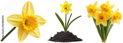 Wallpaper Mural Yellow daffodils in various stages, from a single bloom to a full cluster, showcasing vibrant spring flowers in soil and full bloom. Torontodigital.ca