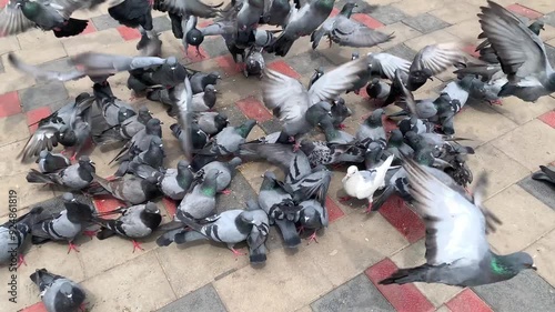 pigeons on the street photo