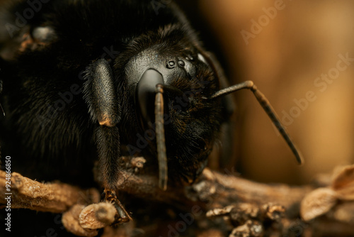 Details of the head of a black bumblebee photo