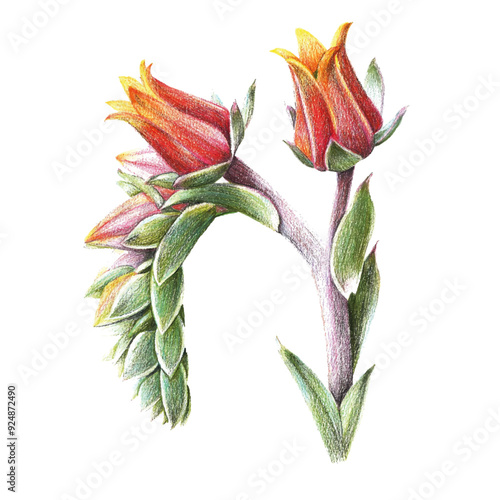 Echeveria flower isolated on white background