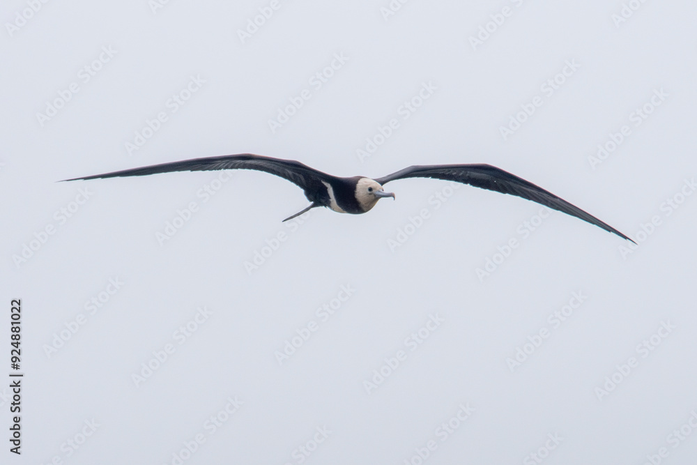 Christmas frigatebird (Fregata andrewsi), or Christmas Island frigatebird at Mumbai Maharashtra, India Christmas frigatebird (Fregata andrewsi), or Christmas Island frigatebird at Mumbai Maharashtra, India