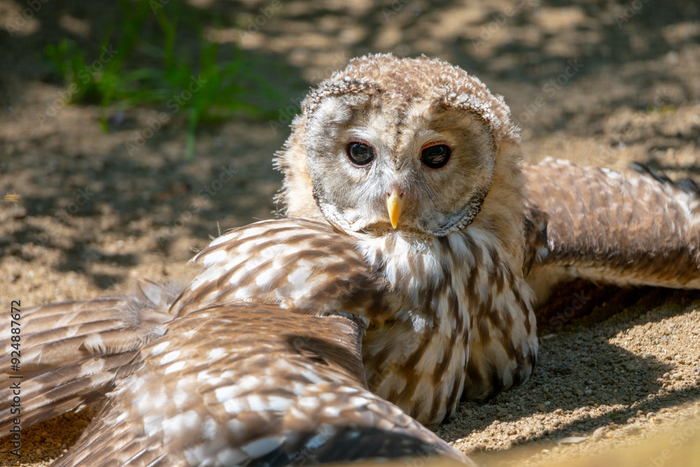 Fototapeta premium Ural owl, Strix uralensis, large nocturnal owl sitting on the ground