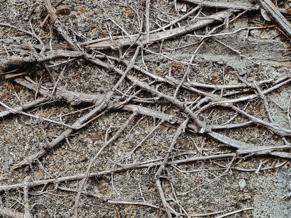 dried tree roots on old stone wall. grunge texture and pattern background image. abstract concept. dried tree roots on old stone wall. grunge texture and pattern background image. abstract concept.