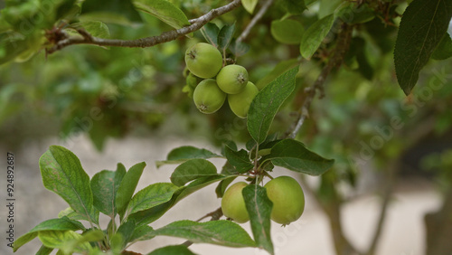 Wallpaper Mural Close-up of green apples growing on a tree branch outdoors in mallorca, showcasing the natural beauty and fruitfulness of the balearic islands. Torontodigital.ca
