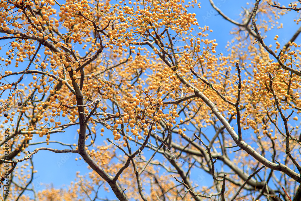 branches with yellow berries against sky branches with yellow berries against sky