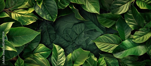 Wallpaper Mural Nature themed creative concept idea layout featuring leaves surrounding a blank copy space image Torontodigital.ca