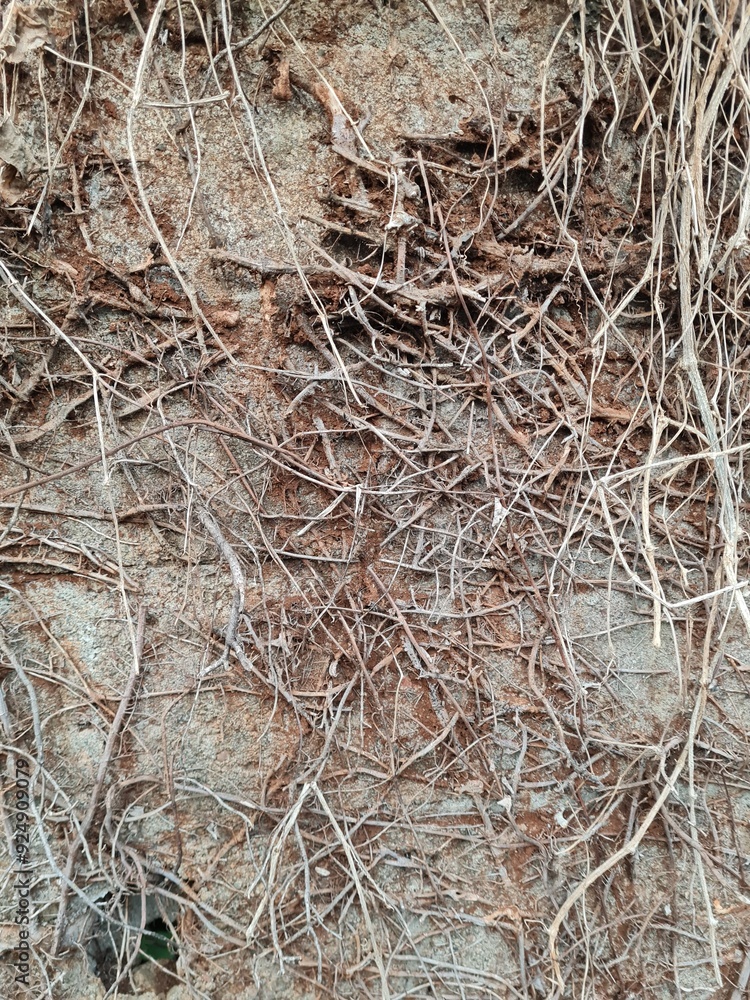 dried tree roots on old stone wall. grunge texture and pattern background image. abstract concept. dried tree roots on old stone wall. grunge texture and pattern background image. abstract concept.