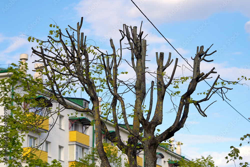 Urban arborist work, tree pruning near electric wires. Tree crown cut near electric cables in residential area, maintenance, safety measures in urban environments. Tree maintenance with pruned crown