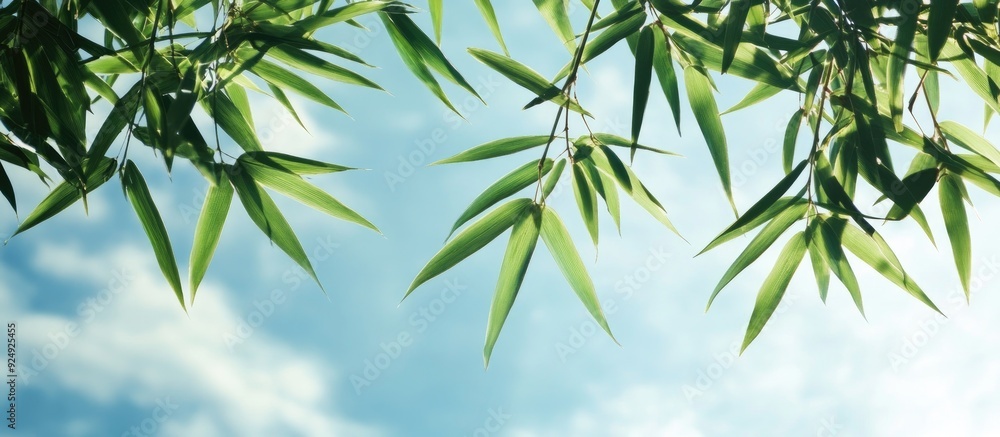 Bamboo leaves set against a sky background. with copy space image. Place for adding text or design Bamboo leaves set against a sky background. with copy space image. Place for adding text or design