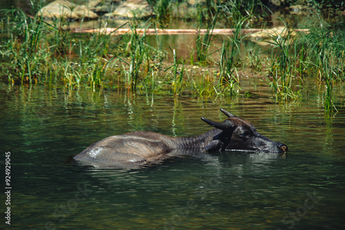 Water buffalo cooling in the river photo