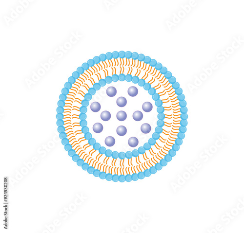 Liposome, with hydrophilic loads. Phospholipids, Drug encapsulation. Vector illustration