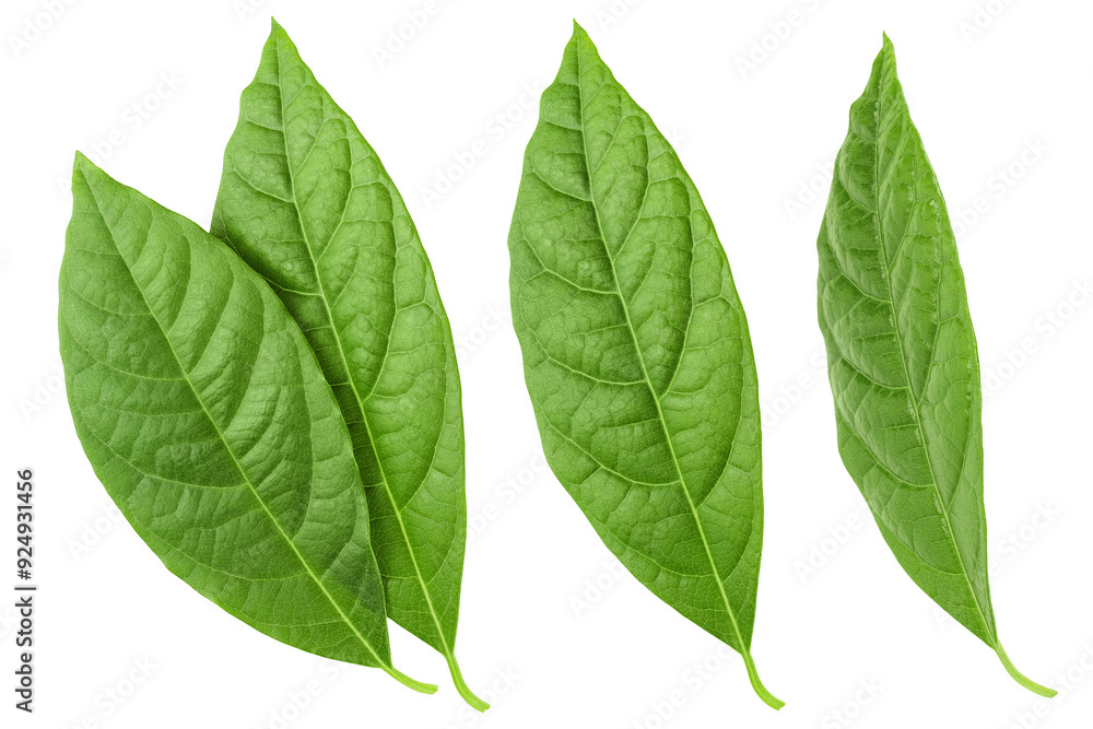 Fototapeta premium Leaf of avocado isolated on white background. Top view. Flat lay