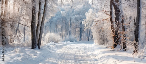 Close up of a snowy path among tree branches in a park A snowy white backdrop within the grove Winter trees covered in hoarfrost during snowfall Snowfall occurring Atmospheric landscape of the forest