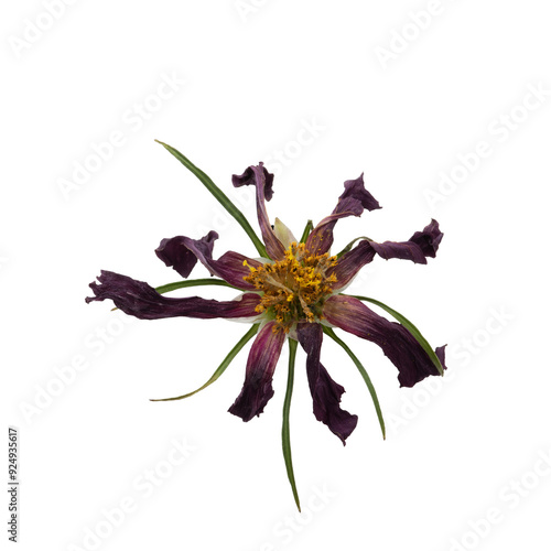 Top view of withered red cosmos flower isolated on white background.