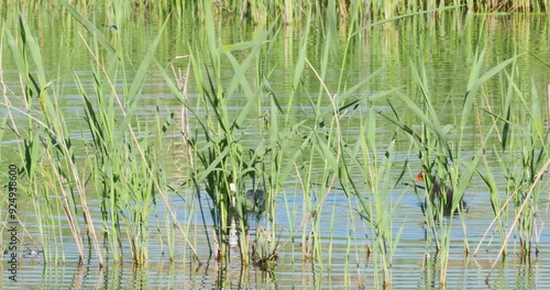 Common coot and baby redhead chicks fulica atra swim lake reeds
