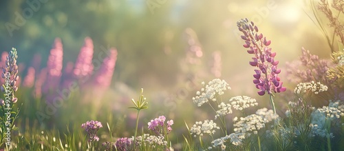 Purple and pink lupin and Queen Anne s lace blooms in a lovely meadow. with copy space image. Place for adding text or design photo