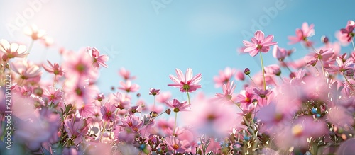 pink flower garden. with co...
