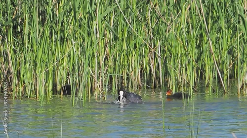 Common coot duck fulica atra with chick feeding on a lake slow motion