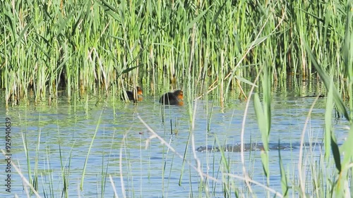 Common coot duck fulica atra with chick feeding on a lake slow motion