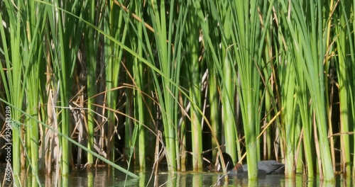 Common mother coot feed baby redhead chick seaweed algae lake reeds nature sound 4k
