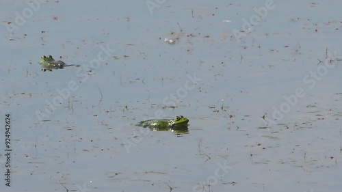 Two common green frog, Rana esculenta singing on water lake slow motion