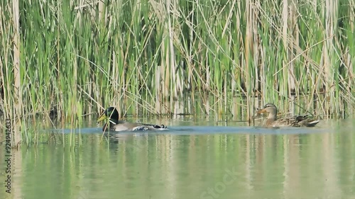 Couple pair mallard anas platyrhynchos large wild ducks swimming lake slow motion