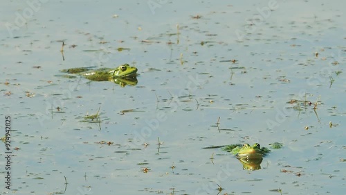 Two common green frog, Rana esculenta singing on water lake slow motion