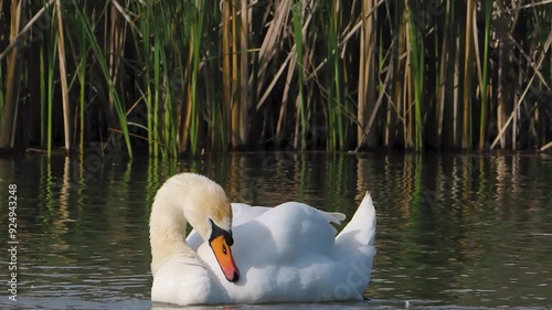 One eurasian mute swan male swimming lake reeds background slow motion