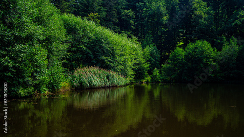 Lake in forest