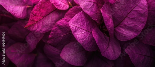 Close up of a purple bougai...