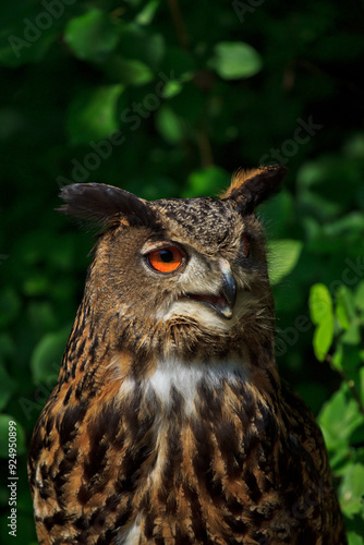 great horned owl