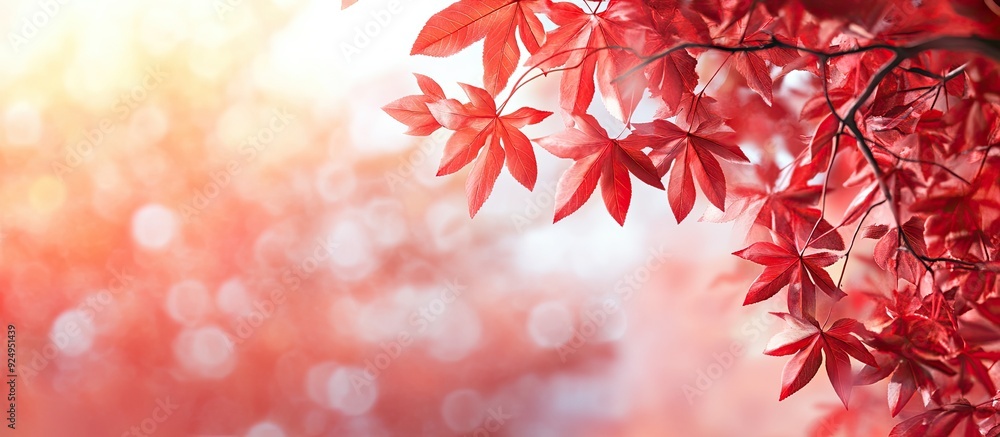Maple tree in autumn featuring red leaves Background includes copy space Maple tree in autumn featuring red leaves Background includes copy space