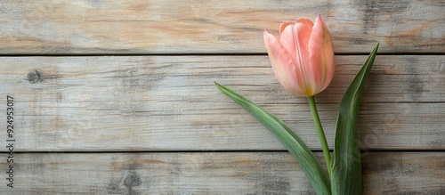 pink tulip flower on a wooden background with copyspace