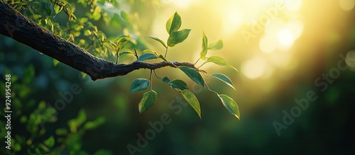 Branch and leaf of a tree a...