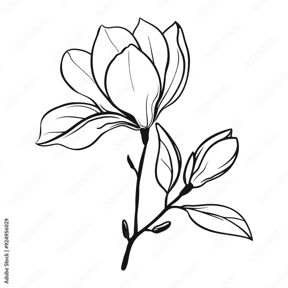 Black line magnolia flowers on white background. Floral outline icon. Abstract linear magnolia branch Black line magnolia flowers on white background. Floral outline icon. Abstract linear magnolia branch