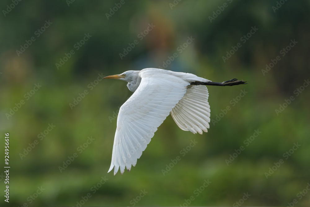 Eastern Cattle Egret in flight. The eastern cattle egret (Bubulcus coromandus ) is a species of heron (family Ardeidae) found in the tropics, subtropics and warm temperate zones Eastern Cattle Egret in flight. The eastern cattle egret (Bubulcus coromandus ) is a species of heron (family Ardeidae) found in the tropics, subtropics and warm temperate zones