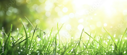 Fresh green grass with sunl...
